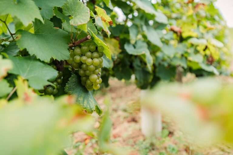 Les vignes de la Colline Eternelle à Vézelay / Photos par Romain Liger pour Koikispass
