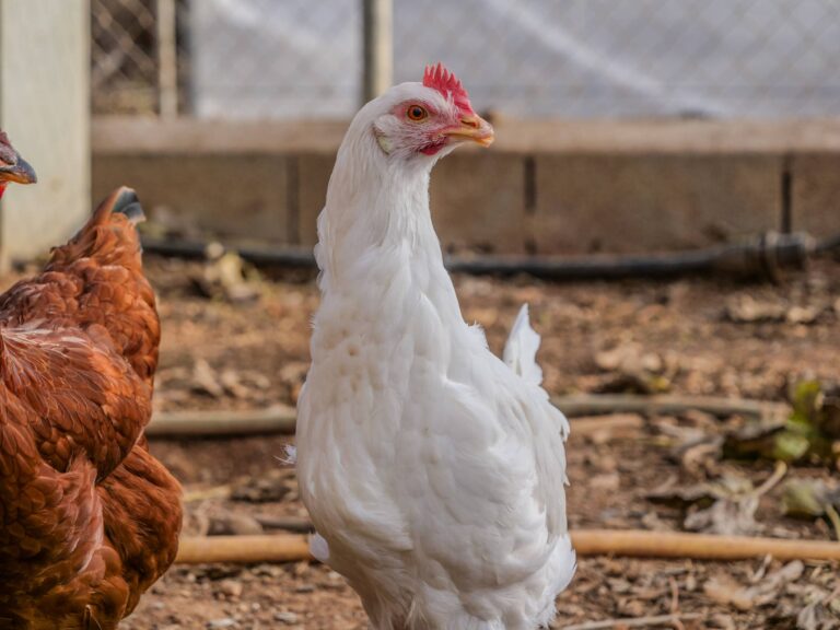 Nevers Agglomération va distribuer environ 1 000 poules aux particuliers dans le cadre de l’opération «Adopte un bec» / Photo Adobe stock © Nebular