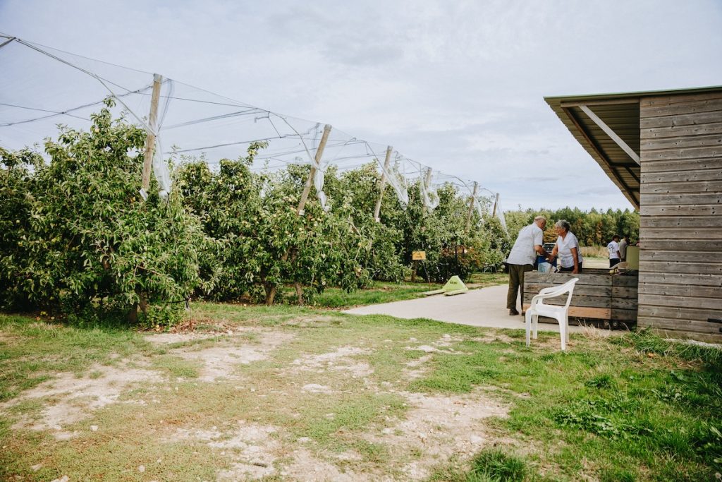 Au Verger des Murailles, on fait ses courses directement sur l'arbre / Photo par Clément Millot pour Koikispass